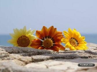 Summer Flowers Wallpaper