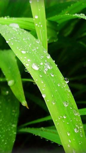 Real HD Nature Wallpaper This App Features