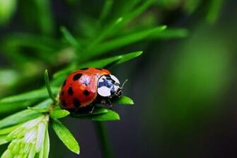 Very Sweet And Cute Animals Funny Insect Wallpaper