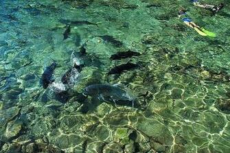 Island In El Nido Palawan Philippines Snorkeling Stop Part Of