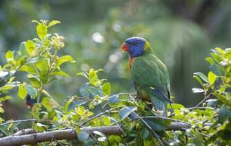 Wallpaper Nature Parrot Fleur Walton Image For Desktop Section