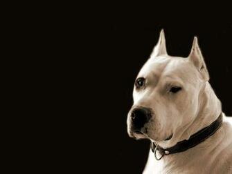 Dogo Argentino Wallpaper HD