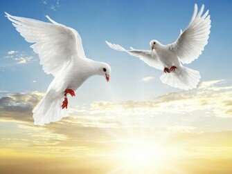 Dove Pair Wallpaper HD