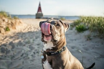 Pit Bull Dogs Wallpaper Pitbull Dog New