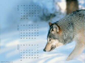 Wallpaper Wolf For Your Computer