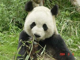 Giant Panda Wallpaper Weddingdressin