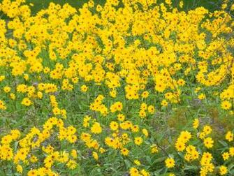 Yellow Daisy Wave Wallpaper
