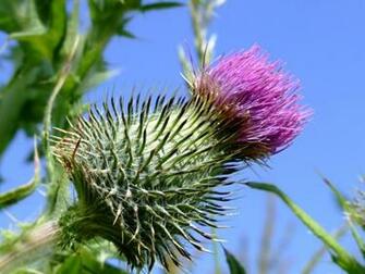 Thistles Desktop Background Wallpaper