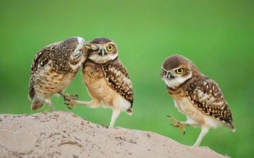 Description Funny Owl Wallpaper Teahub Io