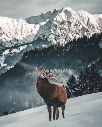 Snow Aesthetic Wallpaper