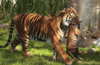 Tigers Wallpaper For Desktop