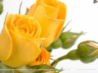 Roses Wallpaper
