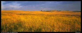 Prairie Grasses At Sunrise Wind Cave National Park South Dakota Usa