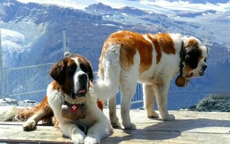 Twee St Bernards Wallpaper