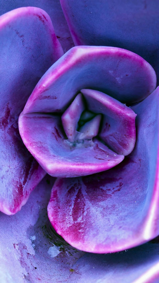 Purple Succulent iPhone Close Wallpaper