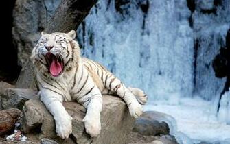 White Tiger Live Wallpaper Applications Android Et Tests