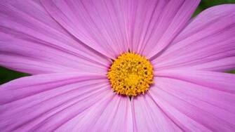 Large Pink And Yellow Flower HD Wallpaper
