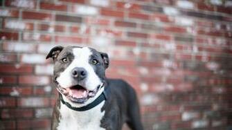 HD Pitbull Dog Wallpaper HDwallsource