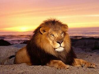 The Male Lion Wallpaper Desktop