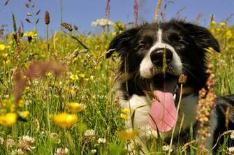 Dog On A Hot Summer Day Wallpaper And Image Pictures