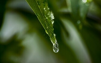 Green Seductive Wallpaper Desktop Background Scenery