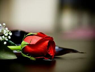 Red Rose Wallpaper Flowers HD Pictures One