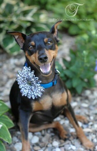 Miniature Pinscher HD Wallpaper