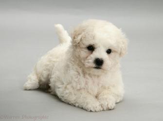 Dog Cute Bichon Frise Puppy On Grey Background Photo Wp11719