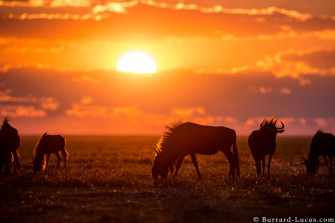 Wildebeest Wallpaper