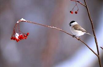 Bird Berries HD Wallpaper