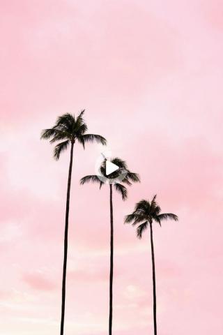 Redirecting In Palm Tree Photography Trees Wallpaper