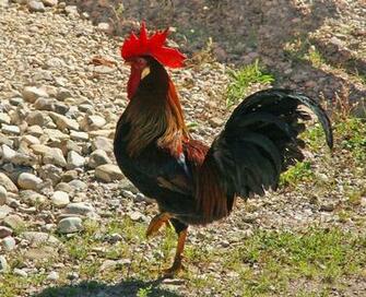 Bird Rooster HD Wallpaper