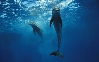 3d Desktop Wallpaper Dolphins In HD