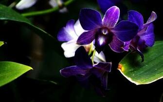 Purple Orchid Flower Photography Wallpaper