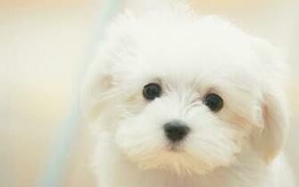 White Puppy Wallpaper Nature