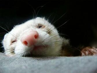 Cute Ferret Wallpaper