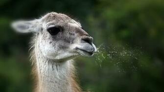 Funny Spitting Llama X