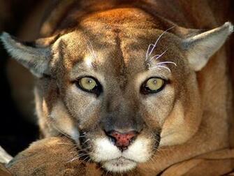 Beautiful Animal