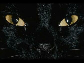 The Cat Cats Wallpaper Desktop Background