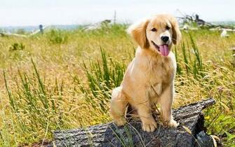 Golden Retriever Puppy Wallpaper X Wallpaperlayer