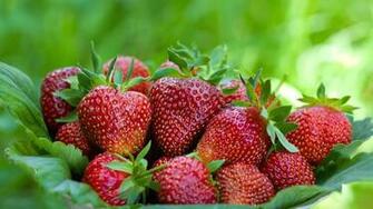 Strawberries Wallpaper