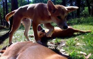Dingo Wallpaper Background
