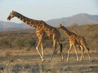 Giraffes The Giraffe HD Wallpaper iPhone