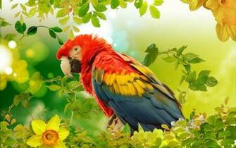 Macaw Parrot Bird Tropical Wallpaper