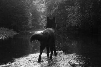 Wolf Profile Pictures