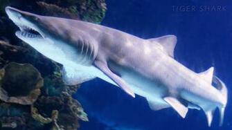 Shark Wallpaper Animal Spot