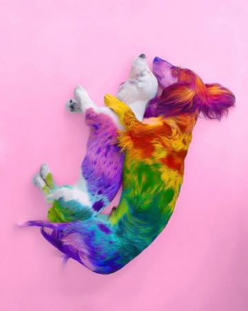 Animals The Magnificent Rainbow Makeover Edition