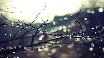 Wet Branches Wallpaper Photography