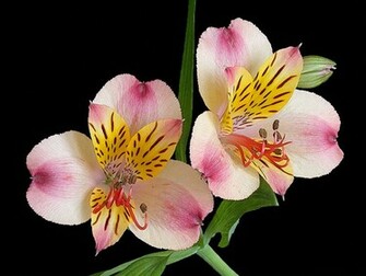 Exotic Flowers Wallpaper