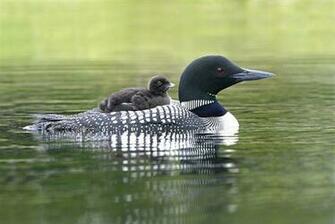 Loon Wallpaper Related Keywords Suggestions Long